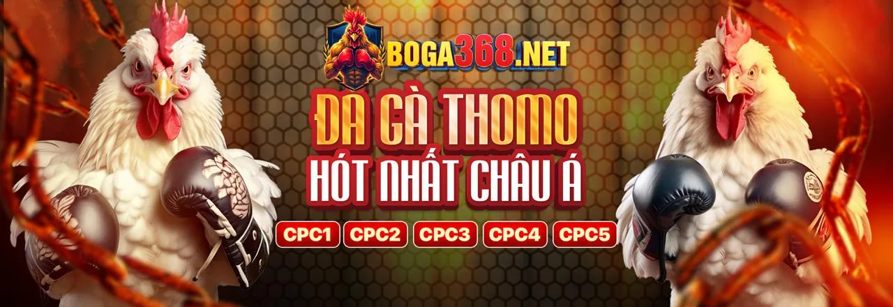 Hình ảnh đá gà trực tiếp với bình luận viên, thể hiện kinh nghiệm cá cược hiệu quả
